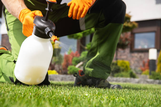 Best Wasp Removal Services  in Hamlin, TX