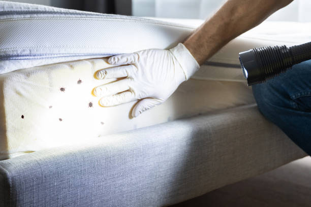 Best Pest Control for Businesses  in Hamlin, TX