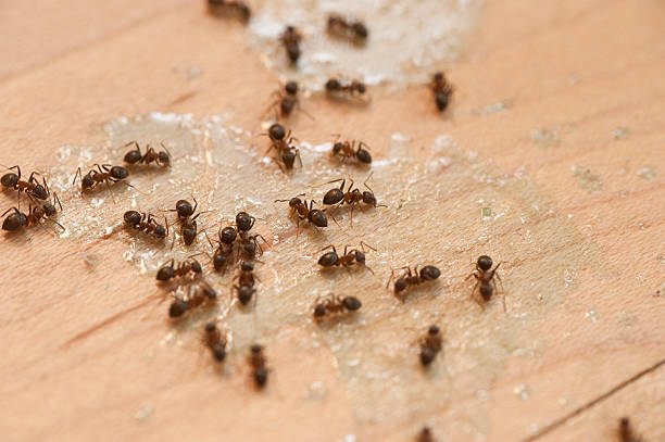 Best Commercial Pest Control Services  in Hamlin, TX