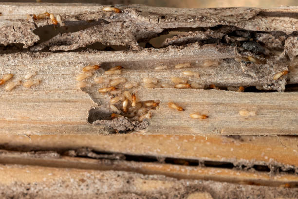 Best Mosquito Control Services  in Hamlin, TX