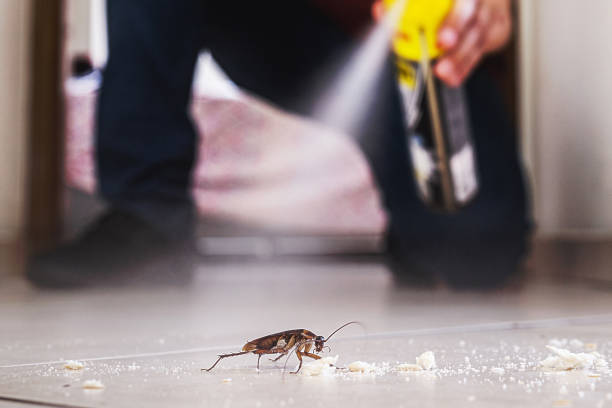 Best Insect Control  in Hamlin, TX