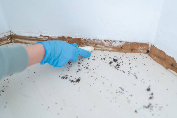 Best Local Pest Control Services  in Hamlin, TX